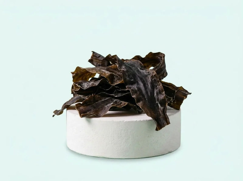 Alga kelp