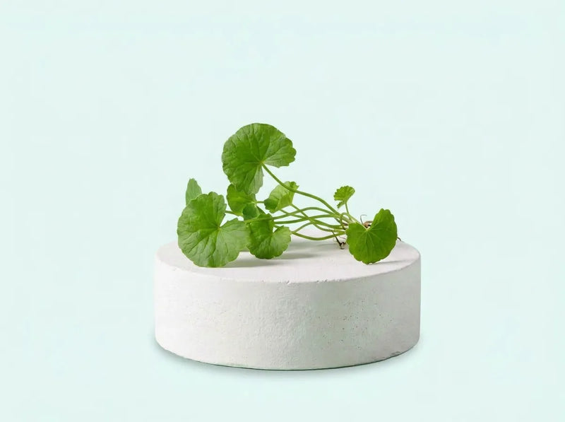 Centella asiática