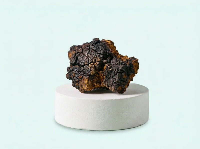 Chaga