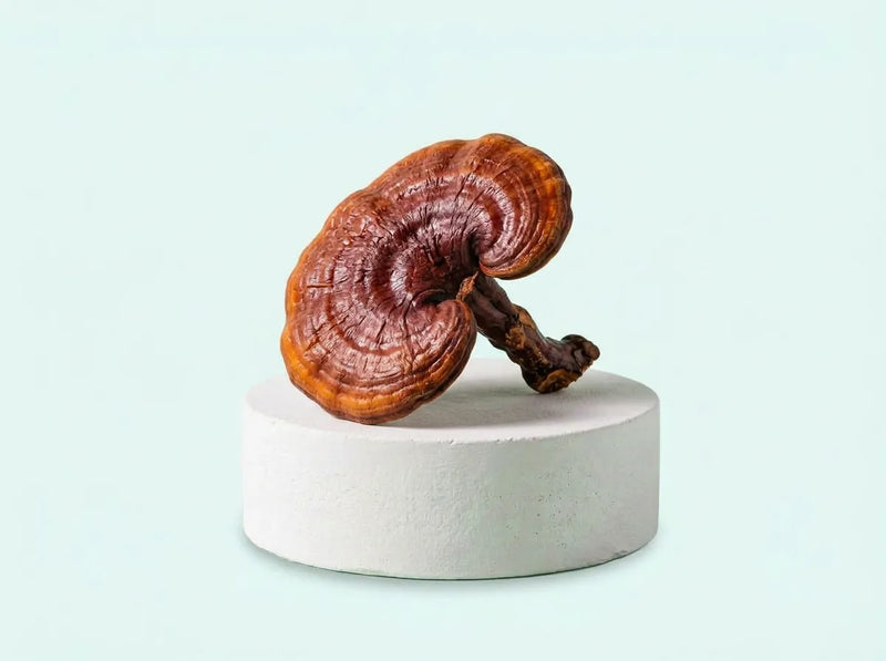 Reishi