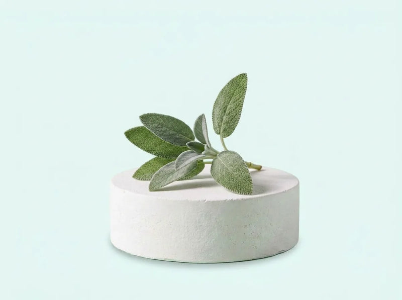 Salvia